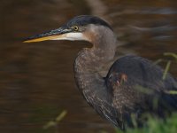 BlueHeron.jpg