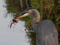 BlueHeron6.jpg