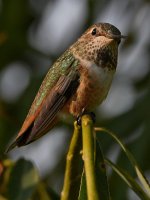 Hummer11.jpg