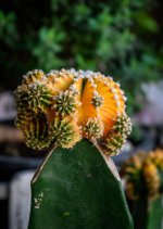 cactus-1.jpg