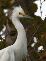 Egret.jpg