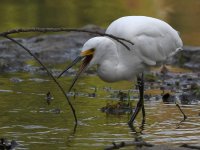 Egret4.jpg