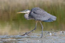 GBH-600.jpg