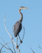 GBH-601.jpg