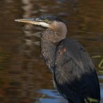 BlueHeron.jpg