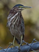 GreenHeron2.jpg