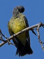 Kingbird.jpg