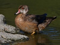 WoodDuck5.jpg