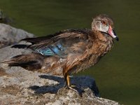 WoodDuck11.jpg