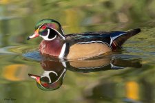 WoodDuck-600.jpg