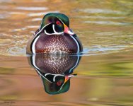 WoodDuck-601.jpg