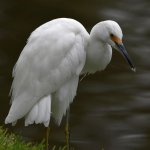 Egret.jpg