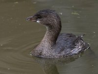 Grebe4.jpg