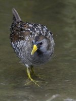 Sora5.jpg