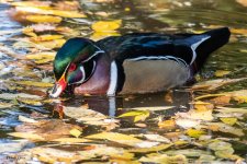 WoodDuck-602.jpg