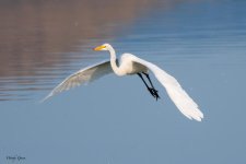GreatEgret-626.jpg