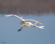 GreatEgret-628.jpg