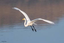GreatEgret-627.jpg