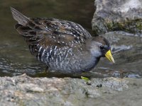 Sora8.jpg