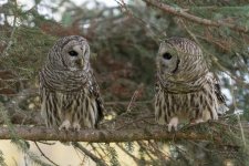 Barred Owl 1-1010-IMG_00001.jpg