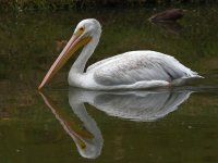 Pelican2.jpg