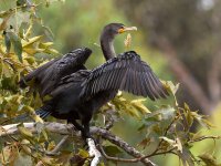 Cormorant2.jpg