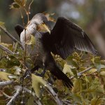 Cormorant6.jpg