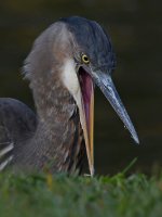 BlueHeron9.jpg