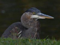 BlueHeron13.jpg