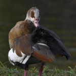 Goose.jpg