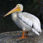 Pelican.jpg