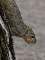 Squirrel.jpg
