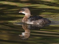 Grebe.jpg