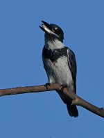 Kingfisher2.jpg