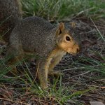 Squirrel2.jpg