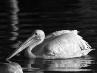 PelicanBW.jpg
