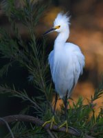 Egret.jpg