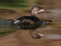 Grebe.jpg