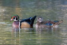 WoodDuck-604.jpg