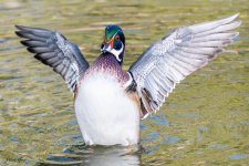 WoodDuck-607.jpg