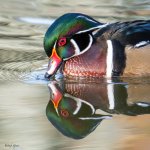 Wood Duck-606.jpg