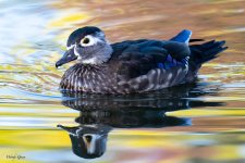 WoodDuck-609.jpg