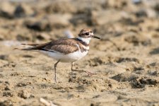 Killdeer-610.jpg