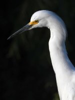 Egret.jpg