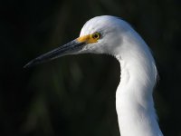 Egret2.jpg