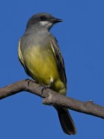 Kingbird2.jpg