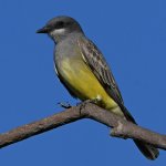 Kingbird3.jpg