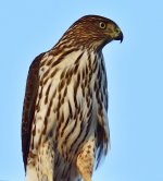 _ROY4935_00001.jpg