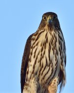 _ROY4942_00001.jpg