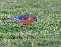 _ROY4961_00001.jpg